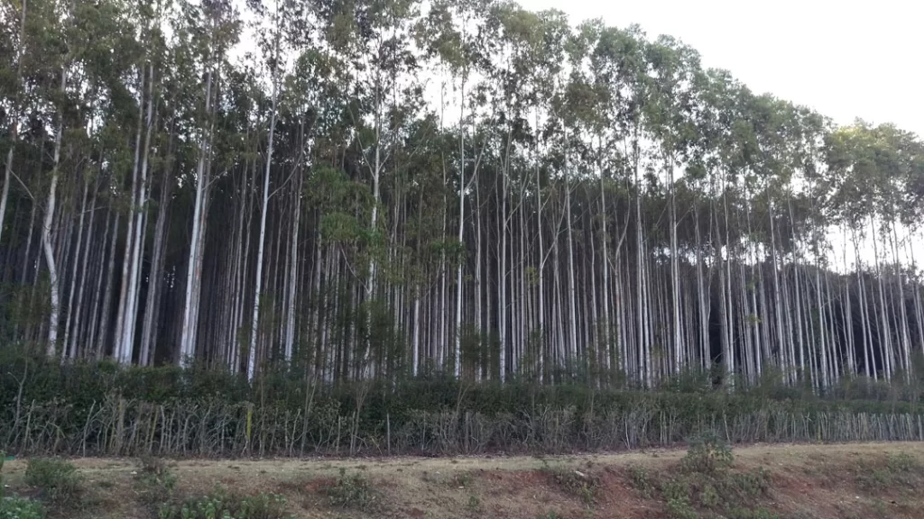 Forest-(2)
