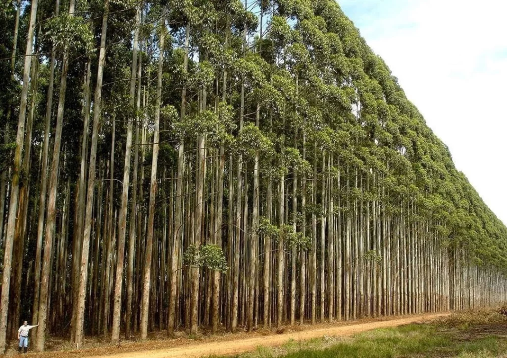 Forest-(3)