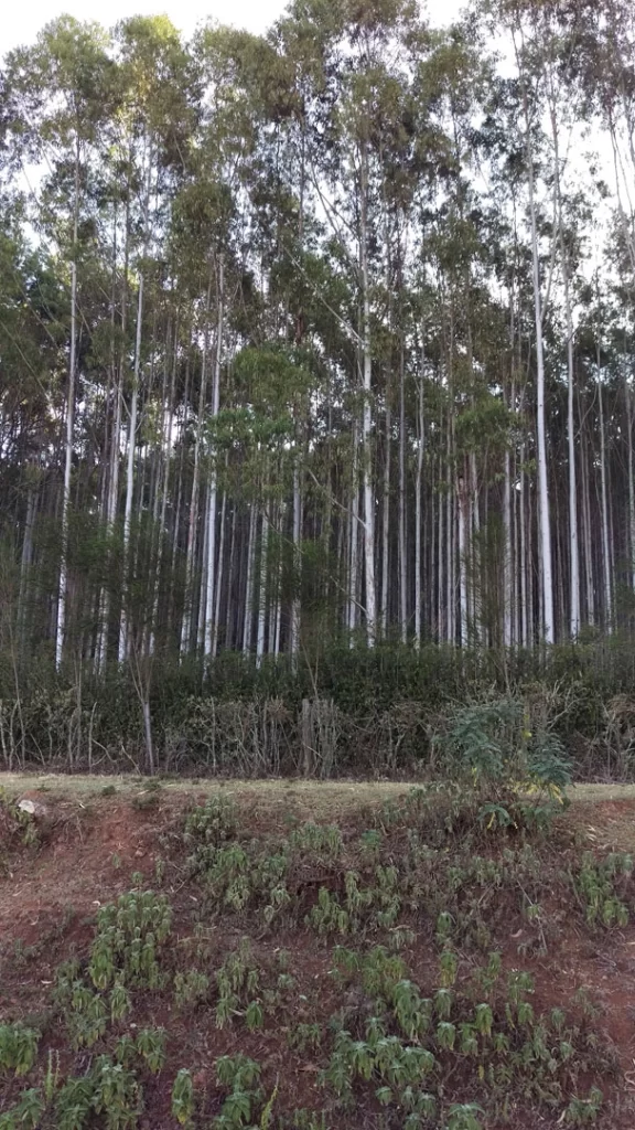 Forest-(8)