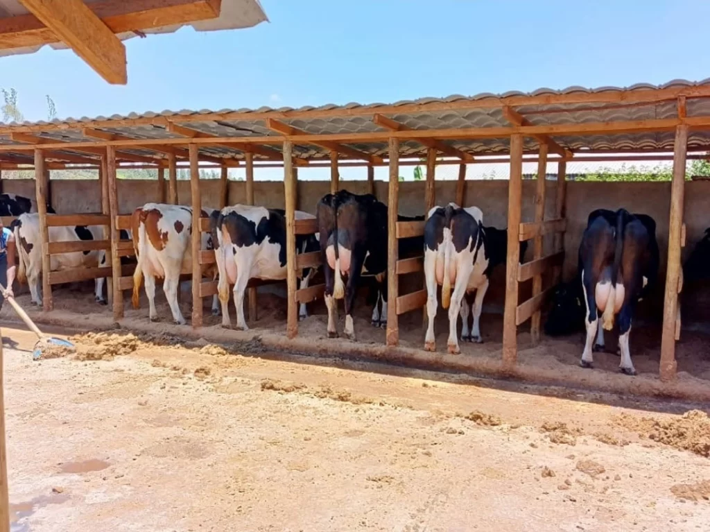 Livestock-Cow-Pen-(1)