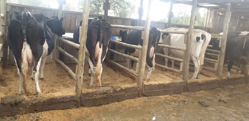 Livestock-Cow-Pen-(2)