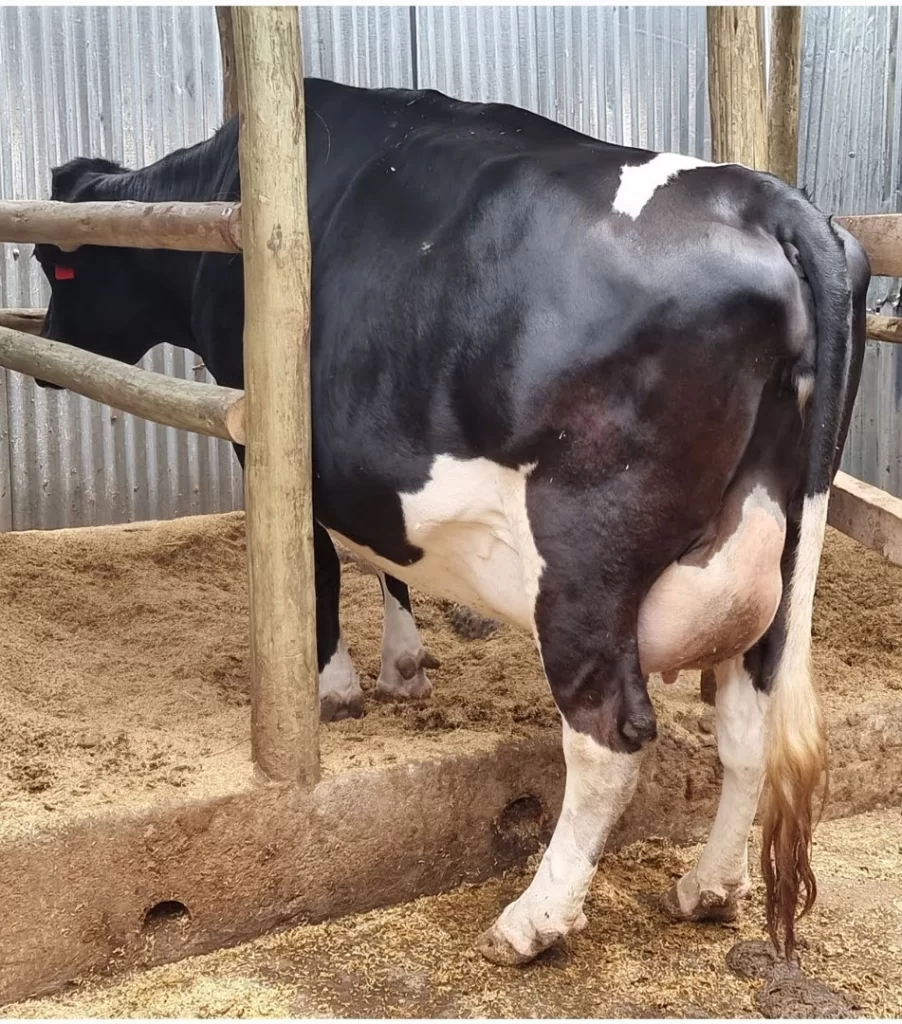 Livestock-Cow-Pen-(3)