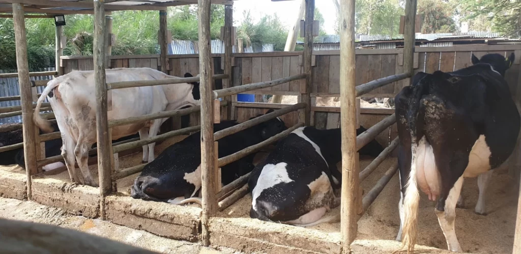 Livestock-Cow-Pen-(4)