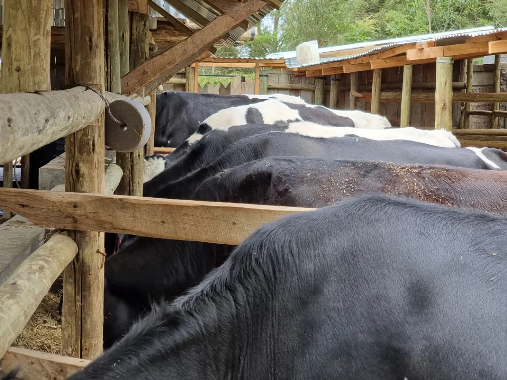 Livestock-Cow-Pen-(5)
