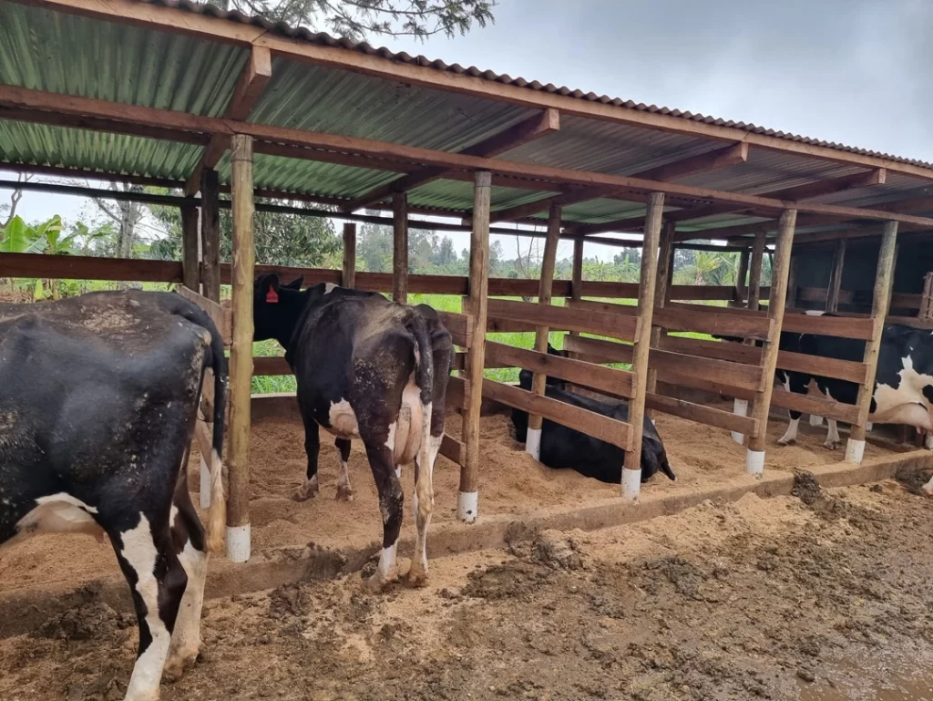 Livestock-Cow-Pen-(6)