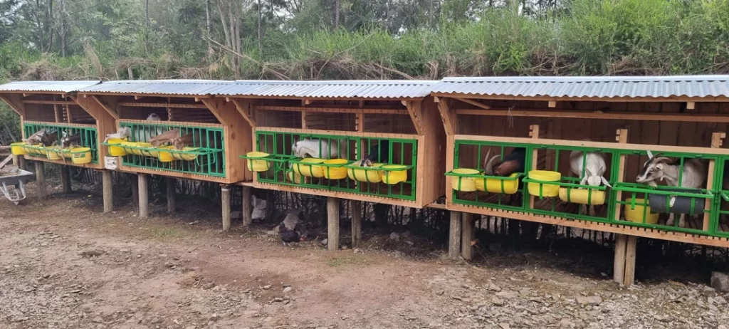 Livestock-Goat-Pen-(1)