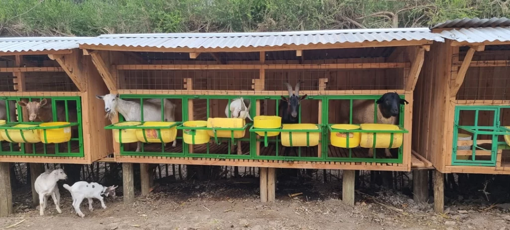 Livestock-Goat-Pen-(2)