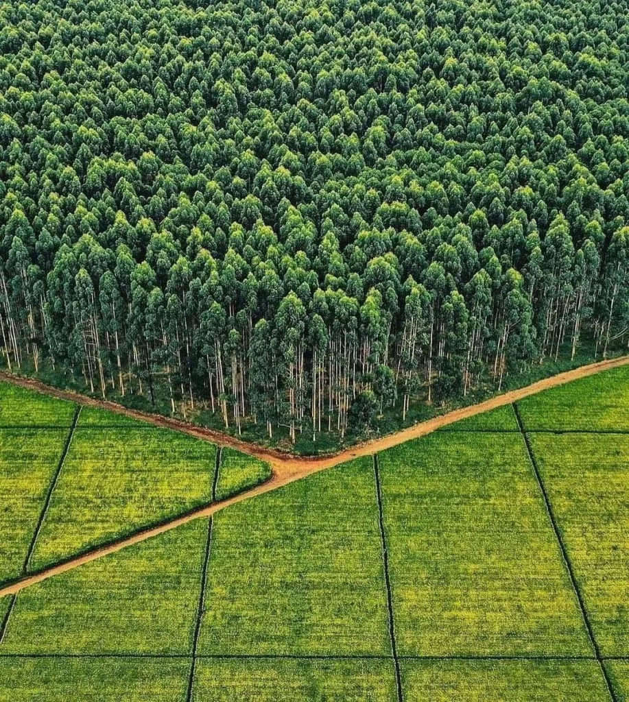 WoodChem-Traders-Agricultural-(6)