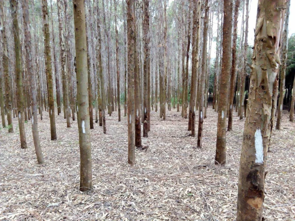 WoodChem-Traders-Agricultural-(7)